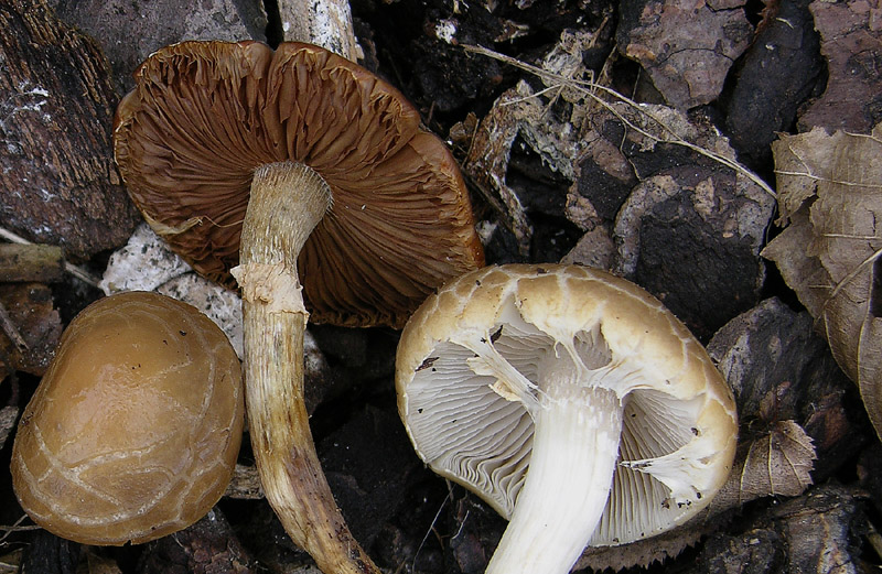 Agrocybe praecox.